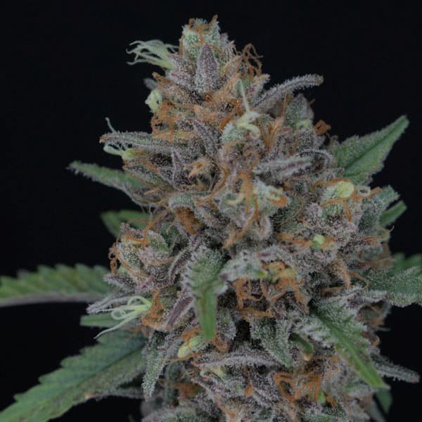 Purple Punch Auto semilla > Pure Instinto | Semillas de marihuana autoflorecientes  |  Índica